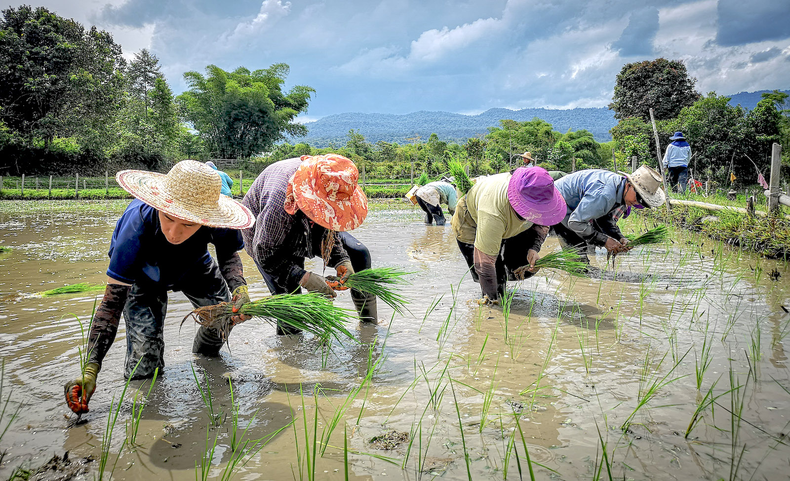 Langit Helps Malaysia Smallholder Farmers Bring Agriculture Products into Ecommerce | EasyStore